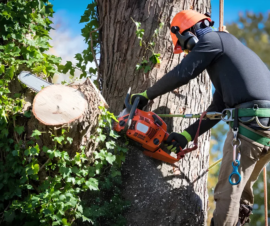 Arborist in climbing gear cutting a large tree trunk, tree removal in Picayune, MS