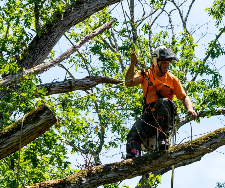 Arborist roped into an oak canopy pruning limbs, tree trimming in Picayune, MS