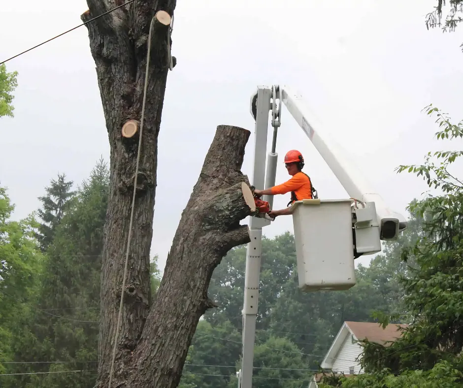 Crew member in a bucket truck cutting a tall tree trunk, tree removal in Picayune, MS