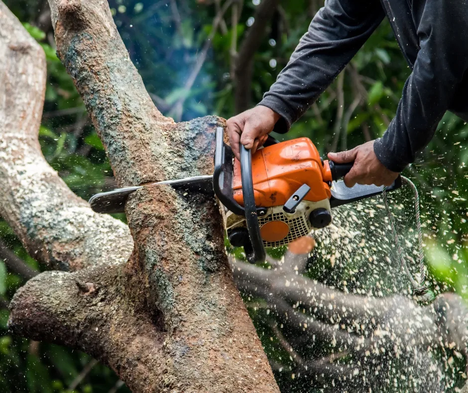 Chainsaw cutting a large tree limb, storm damage cleanup in Picayune, MS