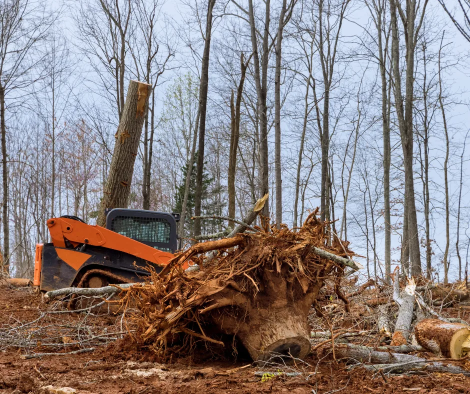 Uprooted tree stump with exposed roots beside a skid steer, land clearing in Picayune, MS