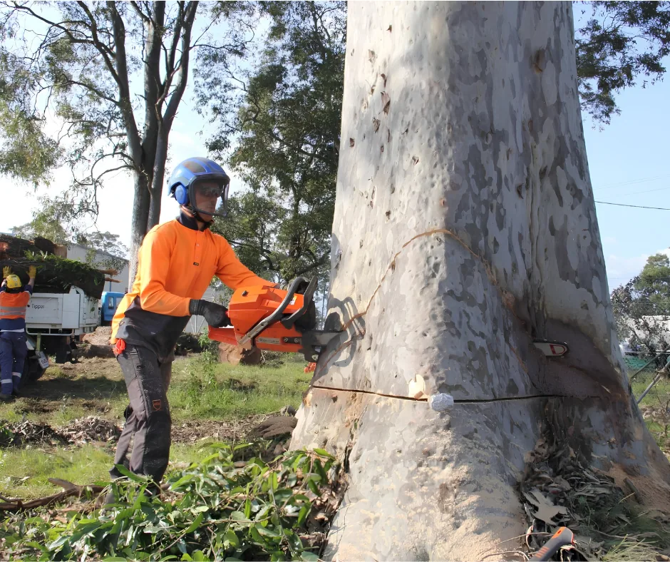 Crew member making a felling cut on a large trunk, tree removal in Picayune, MS