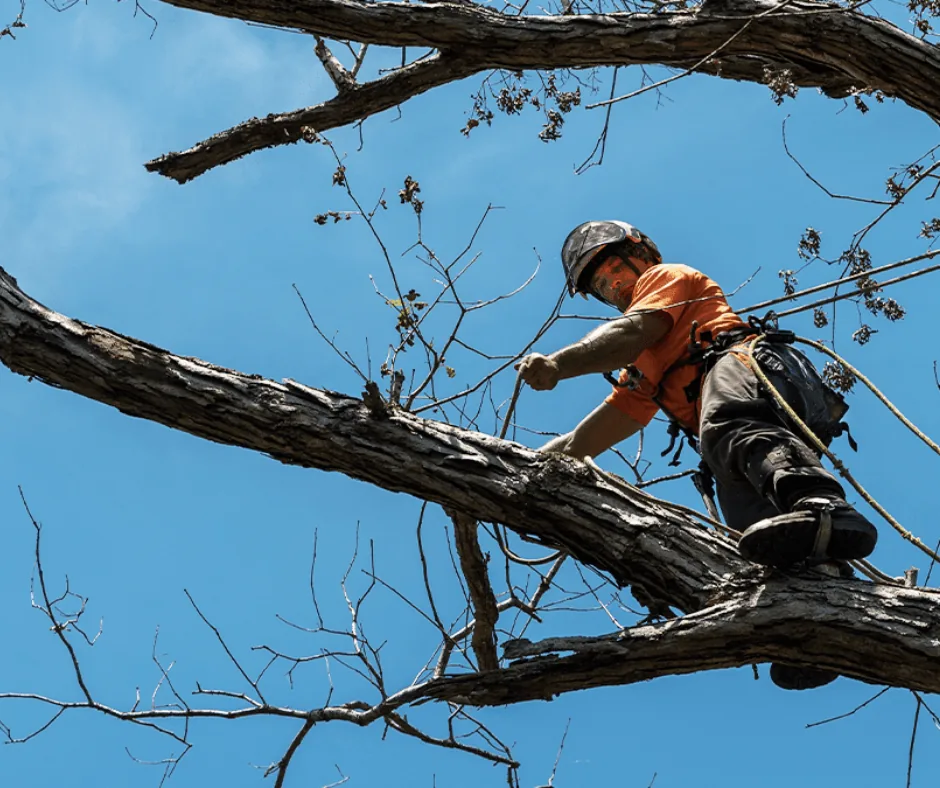Arborist on a large limb against a blue sky, tree limb removal in Picayune, MS