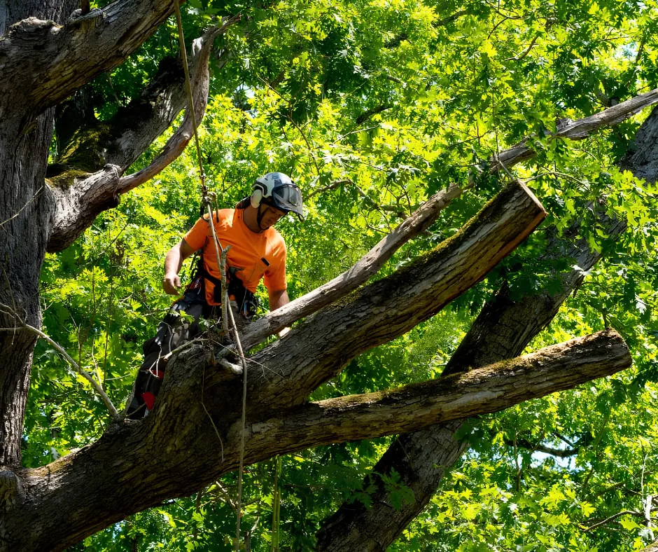 Arborist working in a tree canopy, tree trimming and pruning in Picayune, MS